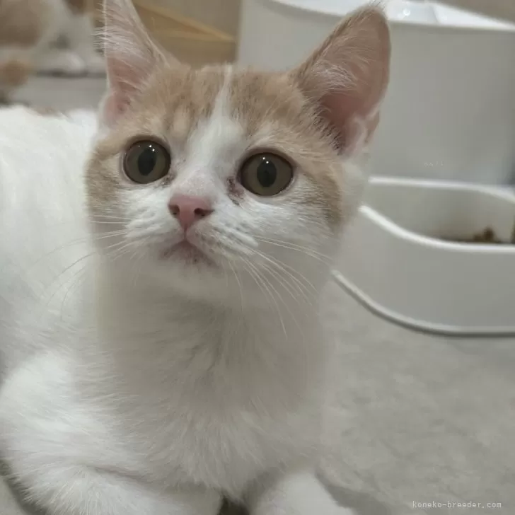 やま 様のお迎えした子猫