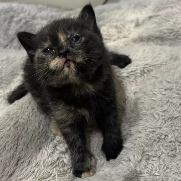 スコティッシュフォールド(立ち耳)【福岡県・女の子・2025年10月24日・ブラックトーティー】の写真1