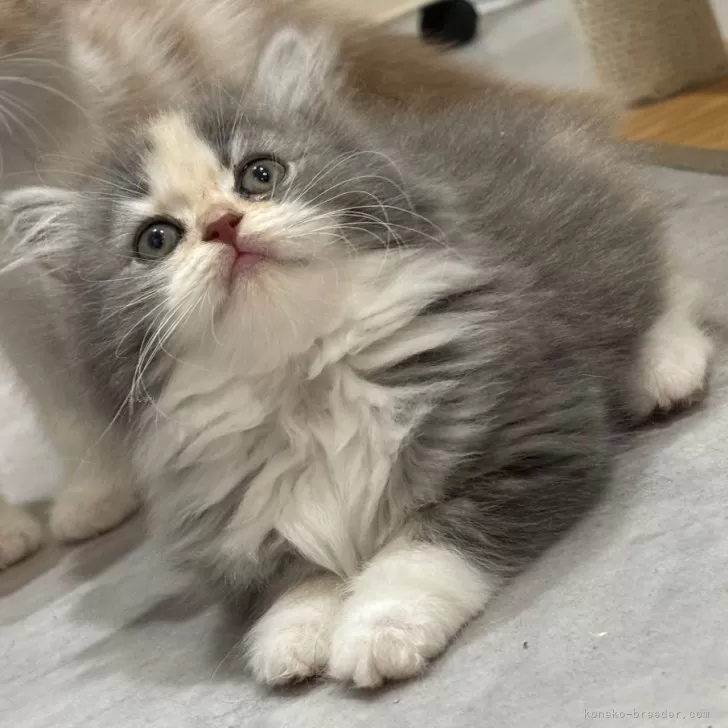 ID：2507-01134の子猫