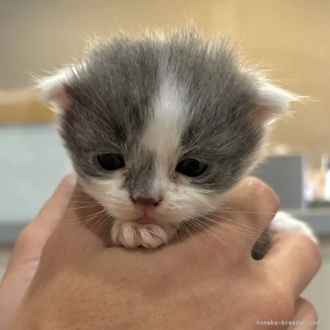 ID:2507-00325の子猫
