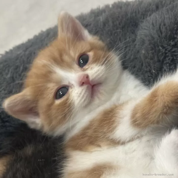 スコティッシュフォールド(立ち耳)【福岡県・女の子・2025年10月24日・レッド&amp;ホワイト】の写真1