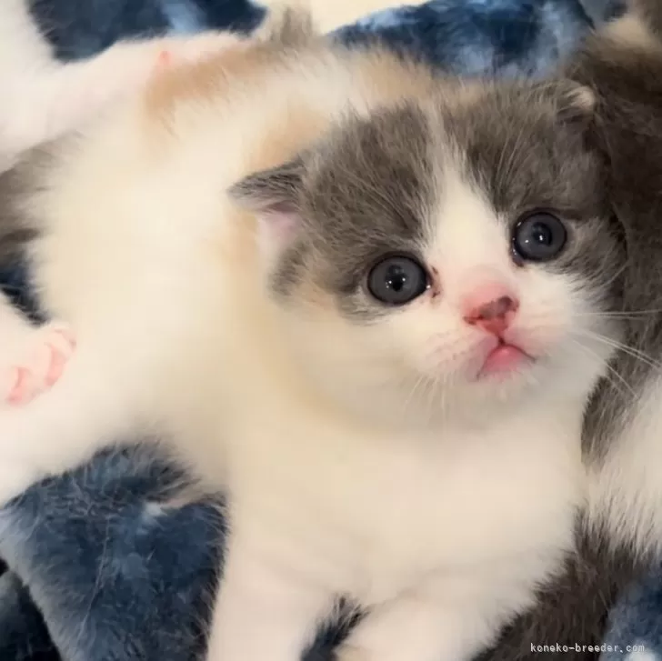 ID：2505-01689の子猫