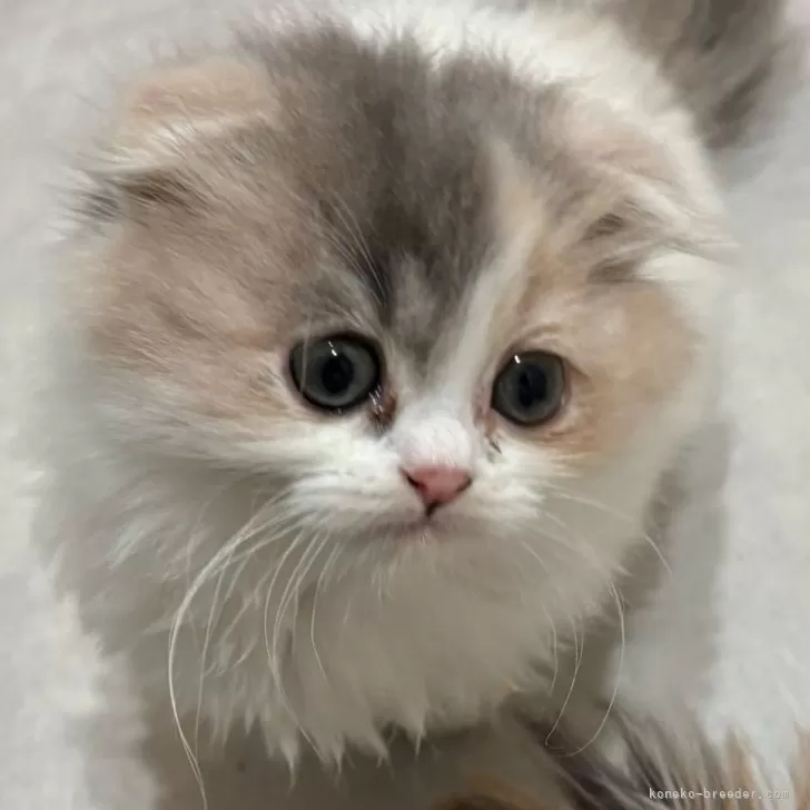 ID:2502-01363の子猫