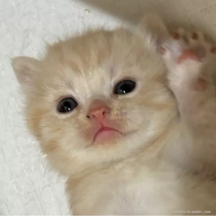 ID:2505-00864の子猫