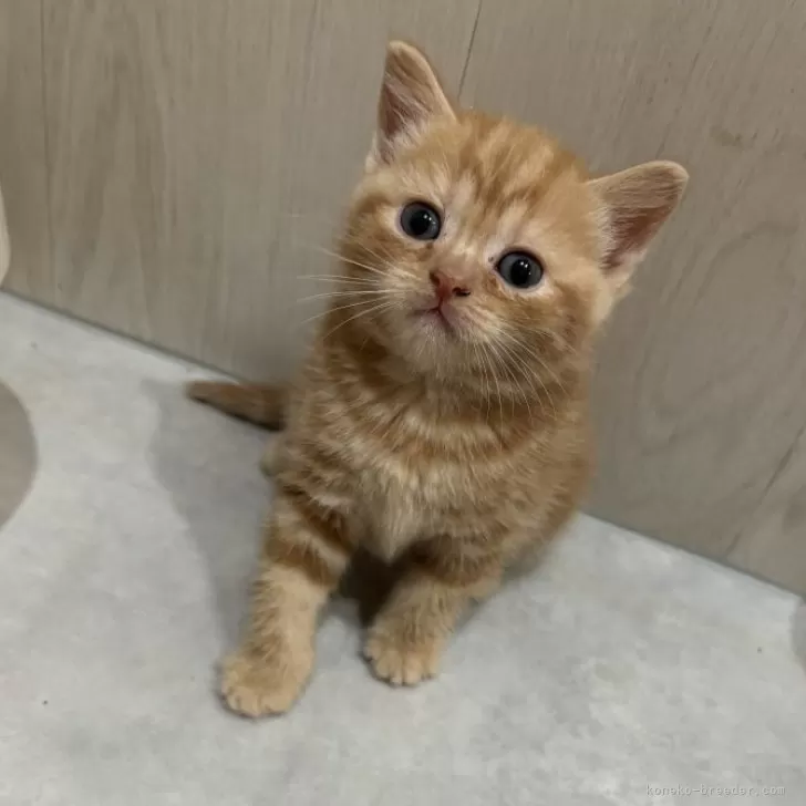 わん 様のお迎えした子猫