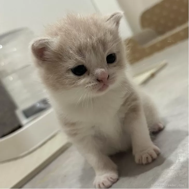 K.M 様のお迎えした子猫