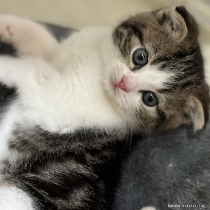 ID:2412-01197の子猫
