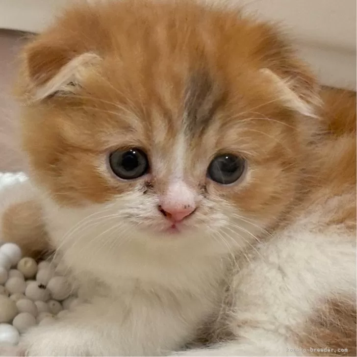 ID：2502-01362の子猫