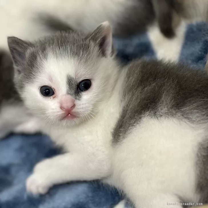 ID:2505-01508の子猫