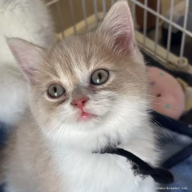 ID：2603-00349の子猫