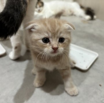 スコティッシュフォールド【福岡県・男の子・2025年6月5日・クリームタビー】の写真「激かわ❣️」