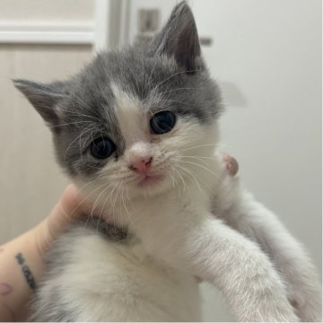 スコティッシュフォールド(立ち耳)【福岡県・男の子・2025年9月4日・ブルー&ホワイト】の写真「可愛い〜🩷」