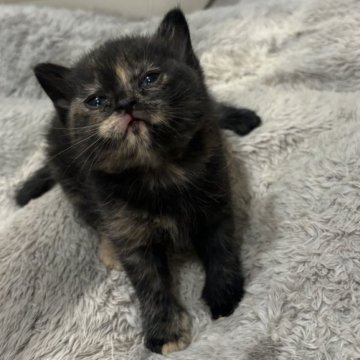 スコティッシュフォールド(立ち耳)【福岡県・女の子・2025年10月24日・ブラックトーティー】の写真「丸顔ちゃんです🩷」