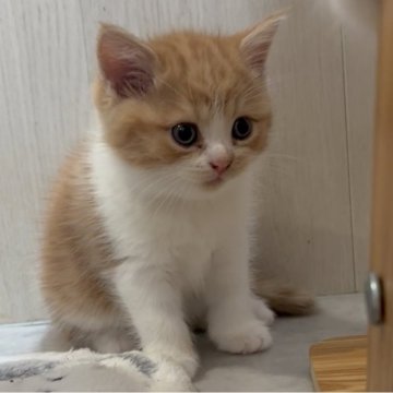 スコティッシュフォールド(立ち耳)【福岡県・女の子・2025年8月30日・レッド&ホワイト（ふわふわ♪）】の写真「甘えん坊🩷」
