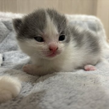 スコティッシュフォールド(折れ耳)【福岡県・男の子・2025年9月4日・ブルー&ホワイト】の写真「むっちむちの男の子🩵」