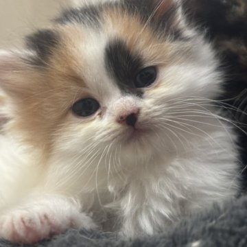 スコティッシュフォールド(立ち耳)【福岡県・女の子・2025年10月24日・キャリコ】の写真「ふわふわ激かわちゃん🫣❣️」