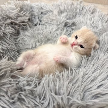 スコティッシュフォールド(折れ耳)【福岡県・女の子・2025年1月5日・クリーム】の写真「開眼したてのムチムチBaby💜」
