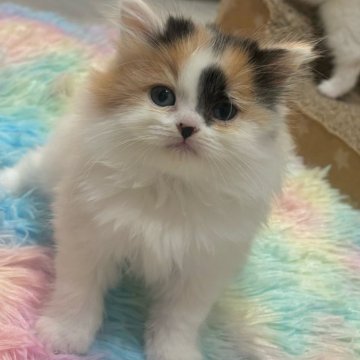 スコティッシュフォールド(立ち耳)【福岡県・女の子・2025年10月24日・キャリコ】の写真「ふわふわ激かわちゃん🫣」