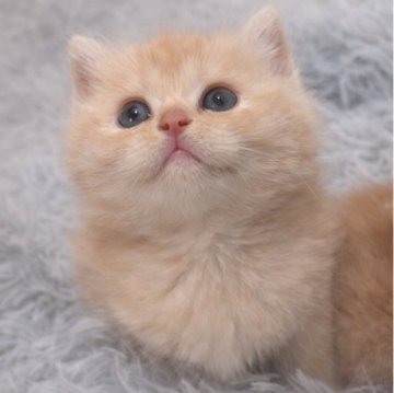 スコティッシュフォールド【福岡県・女の子・2026年1月21日・クリーム&ホワイト】の写真「募集は、3月24日までの受付です🧸」