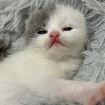 スコティッシュフォールド(折れ耳)【福岡県・男の子・2025年5月4日・ブルー&ホワイト】の写真「最近開眼しました❣️」