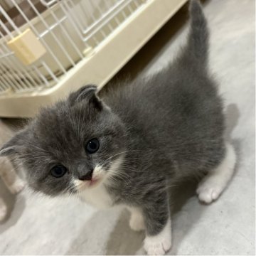 スコティッシュフォールド(折れ耳)【福岡県・男の子・2025年9月4日・ブルー&ホワイト】の写真「まるまるお顔❣️10/10最新動画UPしました✨」