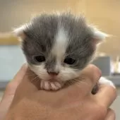 スコティッシュフォールド(折れ耳)