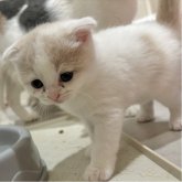 スコティッシュフォールド(折れ耳)