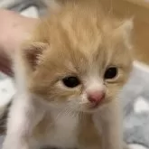 スコティッシュフォールド(折れ耳)