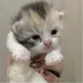 スコティッシュフォールド(立ち耳)
