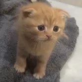 スコティッシュフォールド(折れ耳)