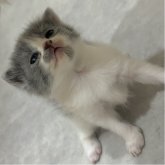 スコティッシュフォールド(立ち耳)