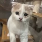 スコティッシュフォールド(折れ耳)