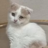 スコティッシュフォールド(折れ耳)