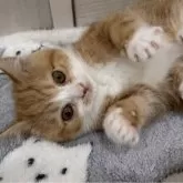 スコティッシュフォールド(立ち耳)