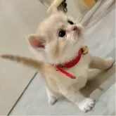 スコティッシュフォールド(折れ耳)