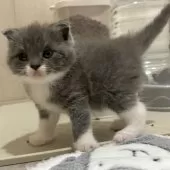 スコティッシュフォールド(折れ耳)【福岡県・男の子・2025年9月4日・ブルー&ホワイト】の写真2