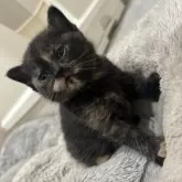 スコティッシュフォールド(立ち耳)【福岡県・女の子・2025年10月24日・ブラックトーティー】の写真2