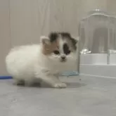 スコティッシュフォールド(立ち耳)【福岡県・女の子・2025年10月24日・キャリコ】の写真2