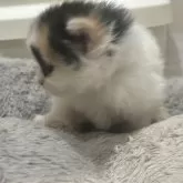 スコティッシュフォールド(立ち耳)【福岡県・女の子・2025年10月24日・キャリコ】の写真3