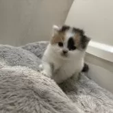 スコティッシュフォールド(立ち耳)【福岡県・女の子・2025年10月24日・キャリコ】の写真4