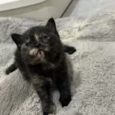 スコティッシュフォールド(立ち耳)【福岡県・女の子・2025年10月24日・ブラックトーティー】の写真5