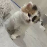 スコティッシュフォールド(立ち耳)【福岡県・女の子・2025年10月24日・キャリコ】の写真6