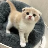 スコティッシュフォールド(折れ耳)【福岡県・男の子・2025年5月4日・クリーム&ホワイト】の写真6