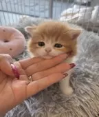 スコティッシュフォールド(立ち耳)【福岡県・男の子・2026年2月14日・レッド&ホワイト】の写真6