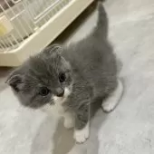 スコティッシュフォールド(折れ耳)【福岡県・男の子・2025年9月4日・ブルー&ホワイト】の写真7