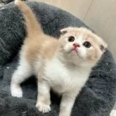 スコティッシュフォールド(折れ耳)【福岡県・男の子・2025年5月4日・クリーム&ホワイト】の写真7