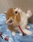 スコティッシュフォールド(立ち耳)【福岡県・男の子・2026年2月14日・レッド&ホワイト】の写真7