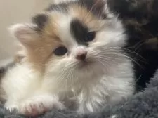 スコティッシュフォールド(立ち耳)【福岡県・女の子・2025年10月24日・キャリコ】の写真8