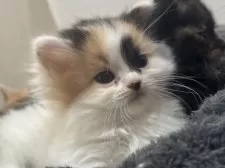 スコティッシュフォールド(立ち耳)【福岡県・女の子・2025年10月24日・キャリコ】の写真9