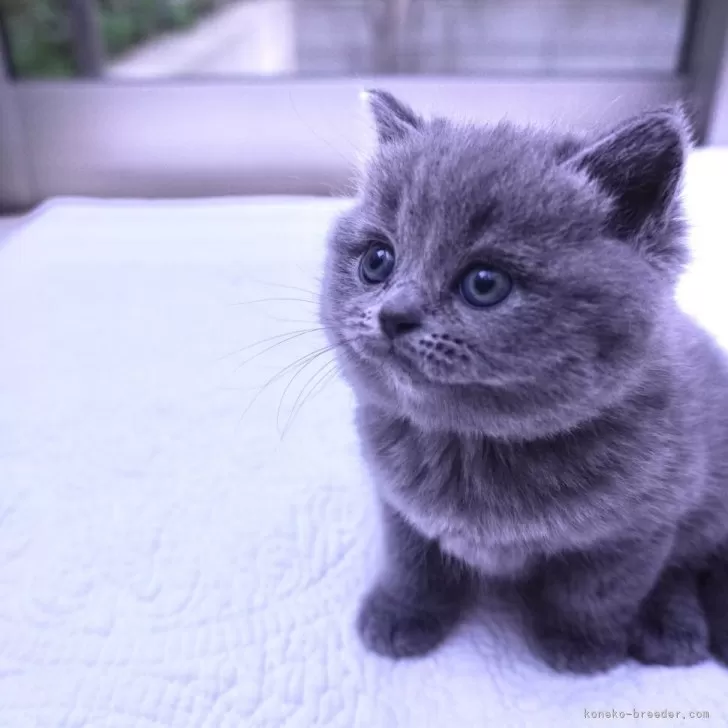 ID：2403-01660の子猫